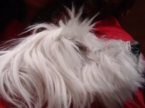 linuscarolsandcocktails12014