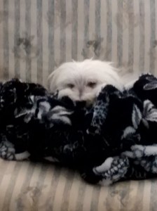 linusdadsblanketsofanapdec2014