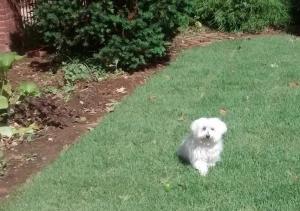 linusinthegrassSODsept2014